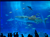 Actividad - Discover the Deep: Okinawa Churaumi Aquarium Experience