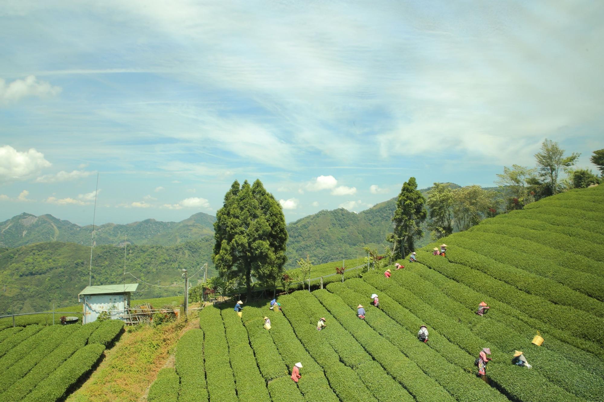 Comodidades del Alojamiento Alishan B&B Yunmingi Aliscenery