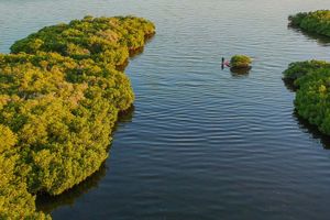 Actividad - Tour en kayak por los manglares del Mogote