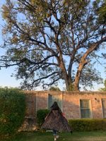 Alojamiento - The Tree of Life Resort & Spa, Varanasi
