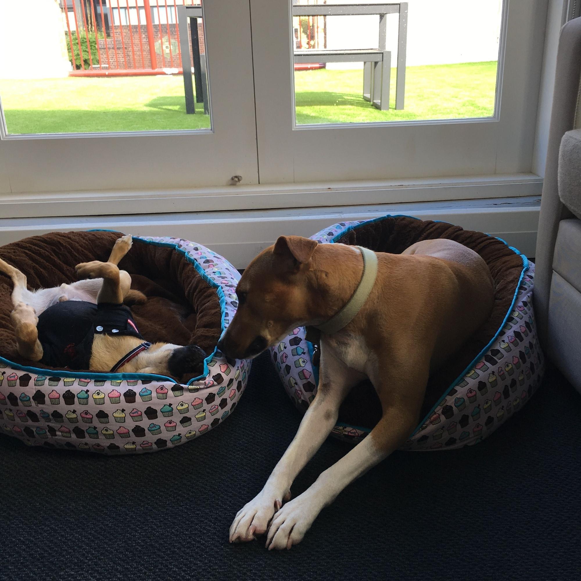 Habitación The Ultimo