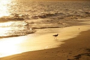 Alquiler Vacacional - Beachfront !! Condo Del Sol Private Awesome Vacation Rental
