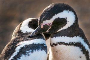 Actividad - Tour de Pingüinos en Isla Magdalena en Barco desde Punta Arenas