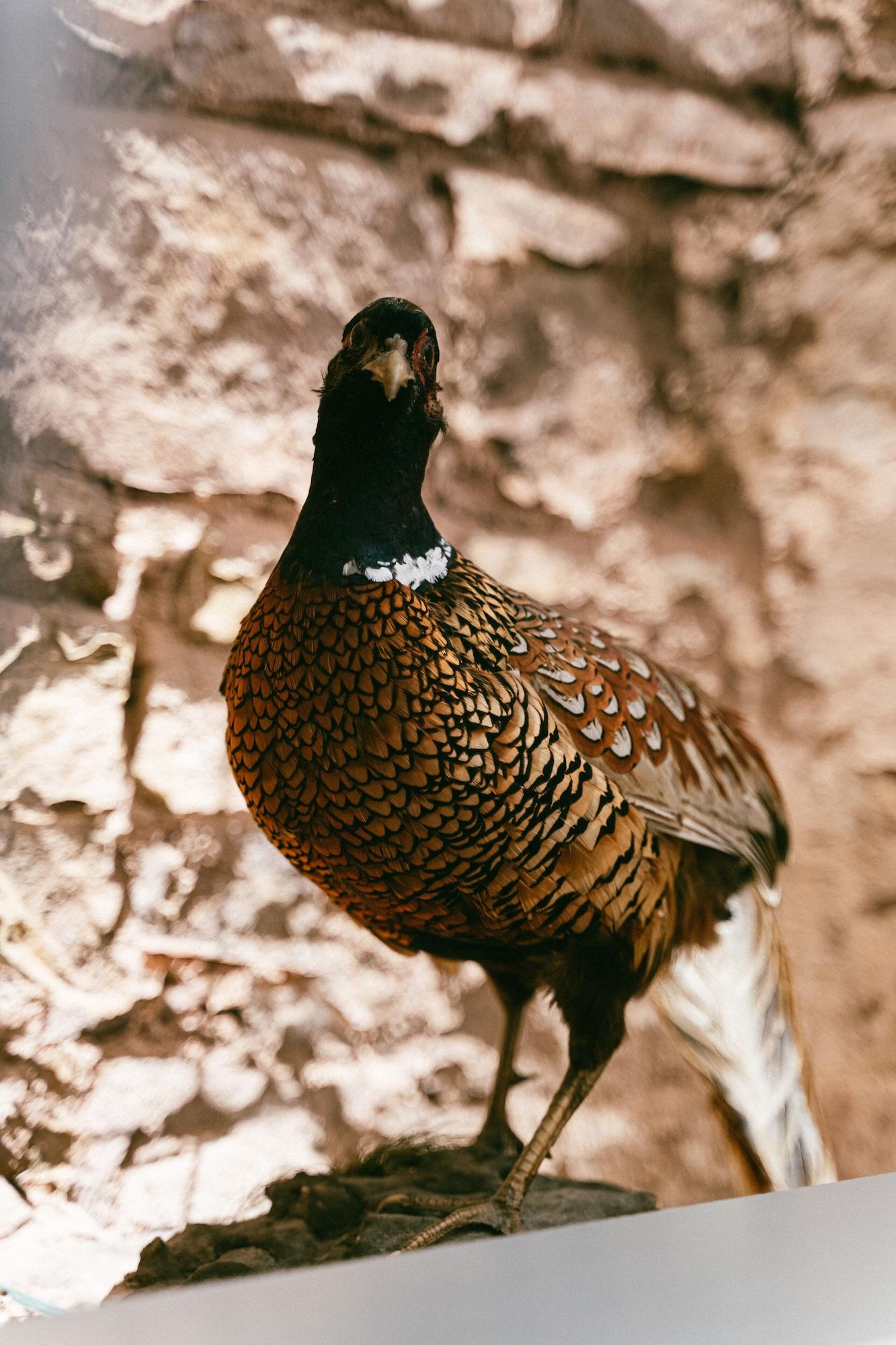 Bar/Salón The Juniperlea Inn