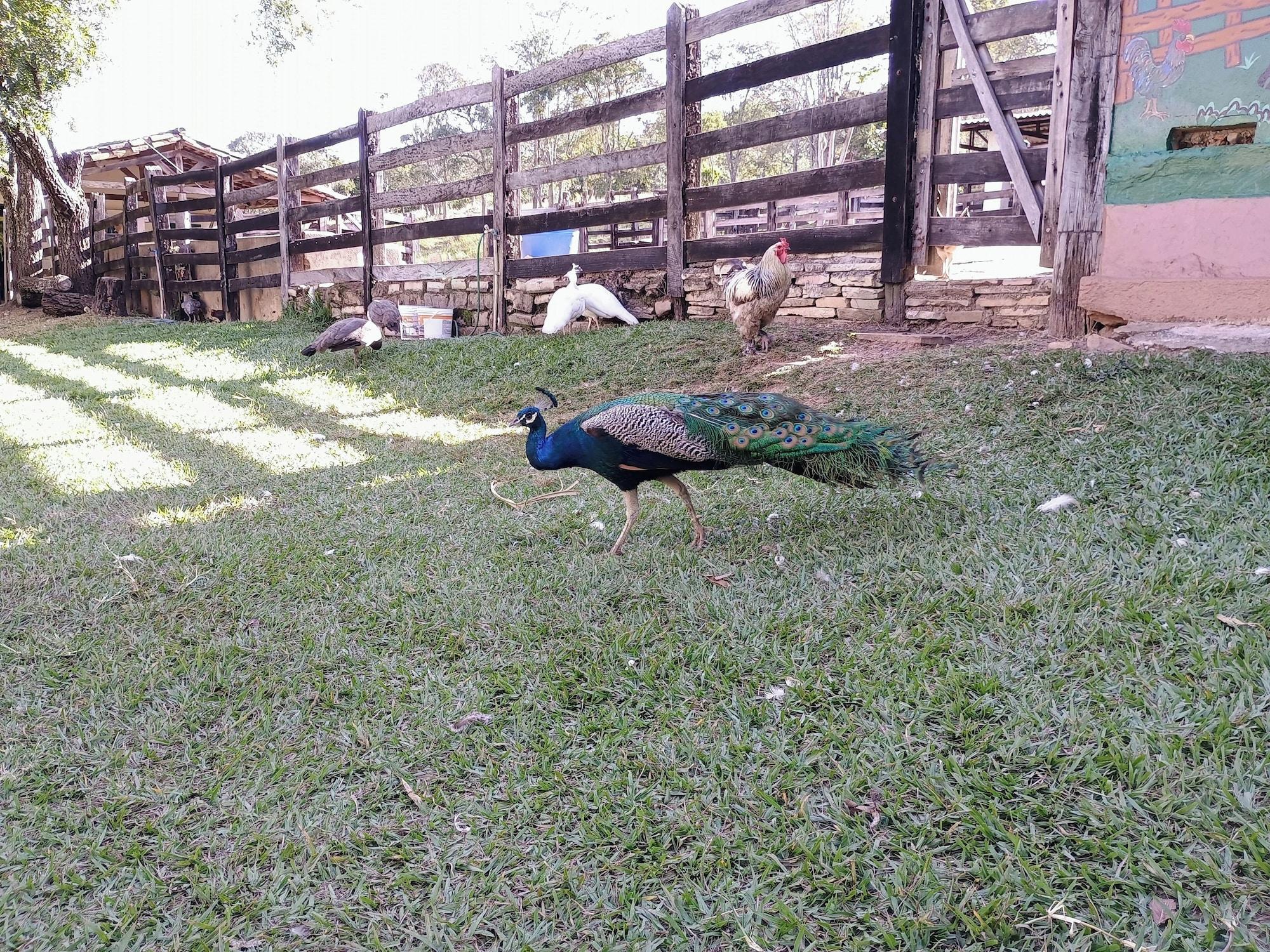 Comodidades del Alojamiento Hotel Fazenda Aguas VIvas