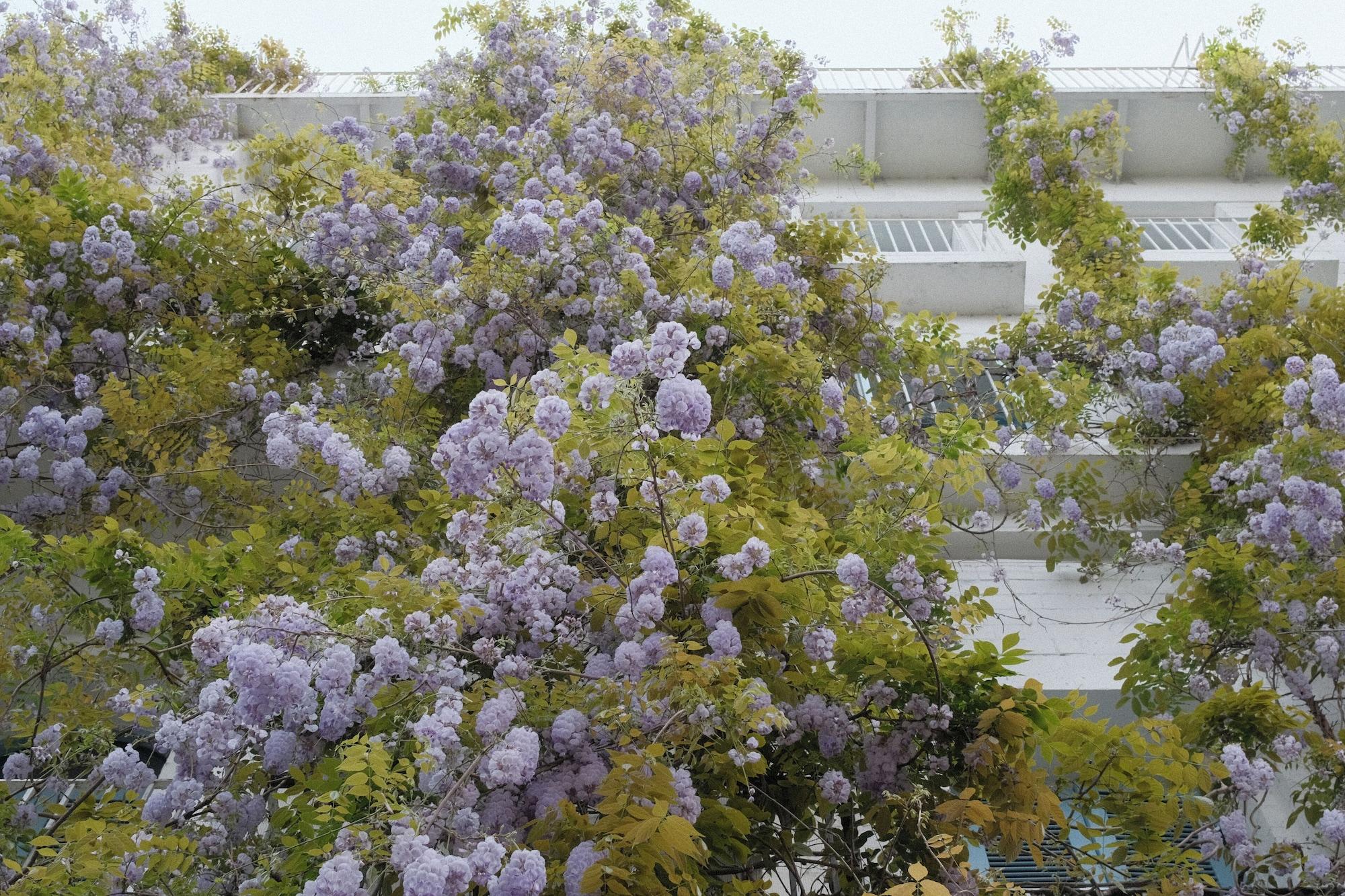 Vista Exterior Rooms Hotel Batumi