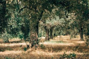 Alojamiento - Su Leunaxiu