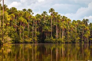 Actividad - Trekking por la selva + Lago Sandoval