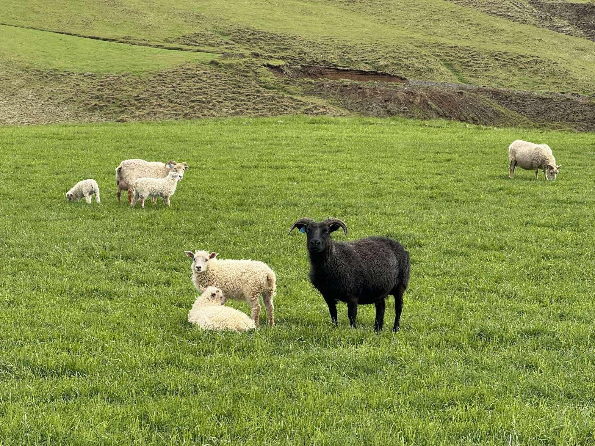 Comodidades del Alojamiento Freya Farm