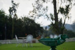 Alojamiento - Savoy, Ooty - Ihcl Seleqtions