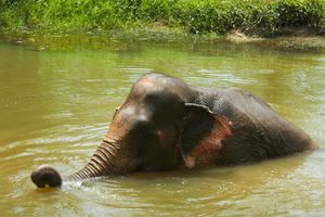 Actividad - Elephant Jungle Sanctuary - Experiencia de medio día