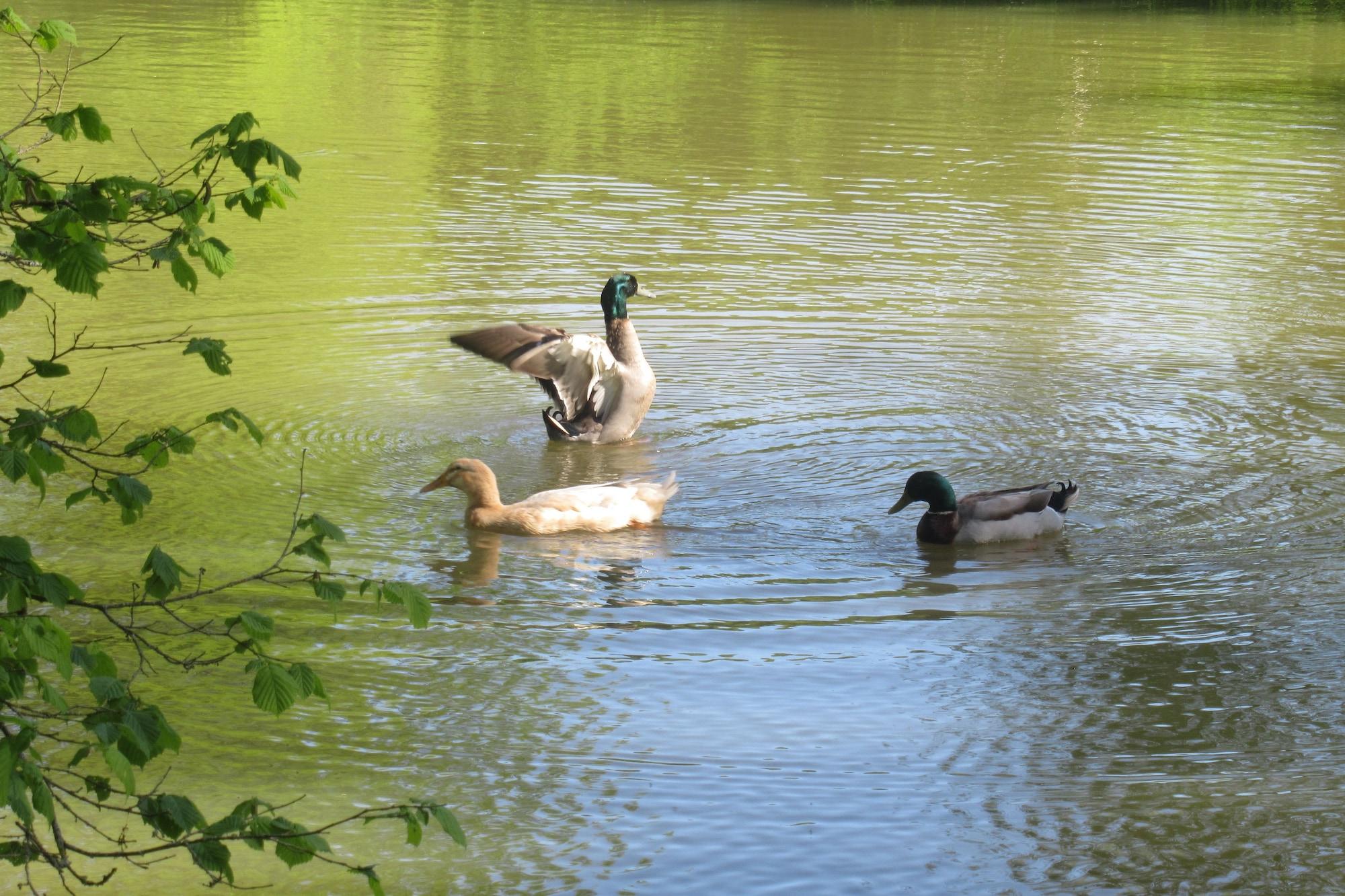 Varios Le Moulin Calme
