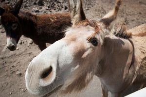 Actividad - Excursión en Jeep por el sur de Fuerteventura: Parque Natural de Jandía y Cofete