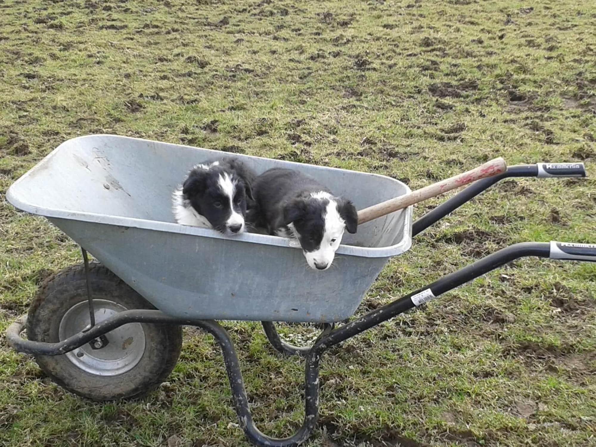 Comodidades del Alojamiento Landgasthof Gut Marienbildchen