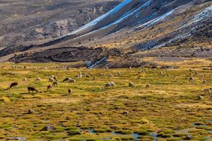 Actividad - Excursión a la Reserva Nacional de Salinas y Aguada Blanca finalizando en Puno