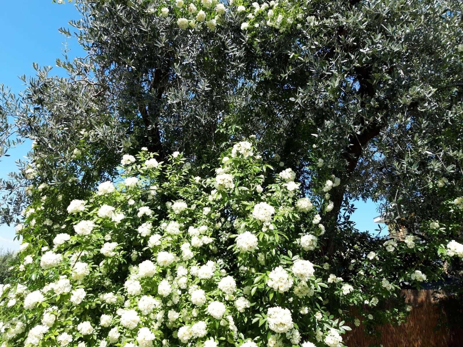 Vista Exterior Debora Maison B&B