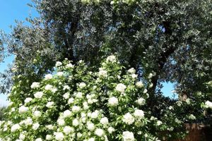 Alojamiento - Debora Maison B&B