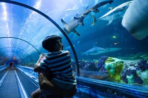 Actividad - Entradas para SeaWorld Orlando