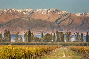 Paquete - Postales Finca & Bodega by DOT Boutique