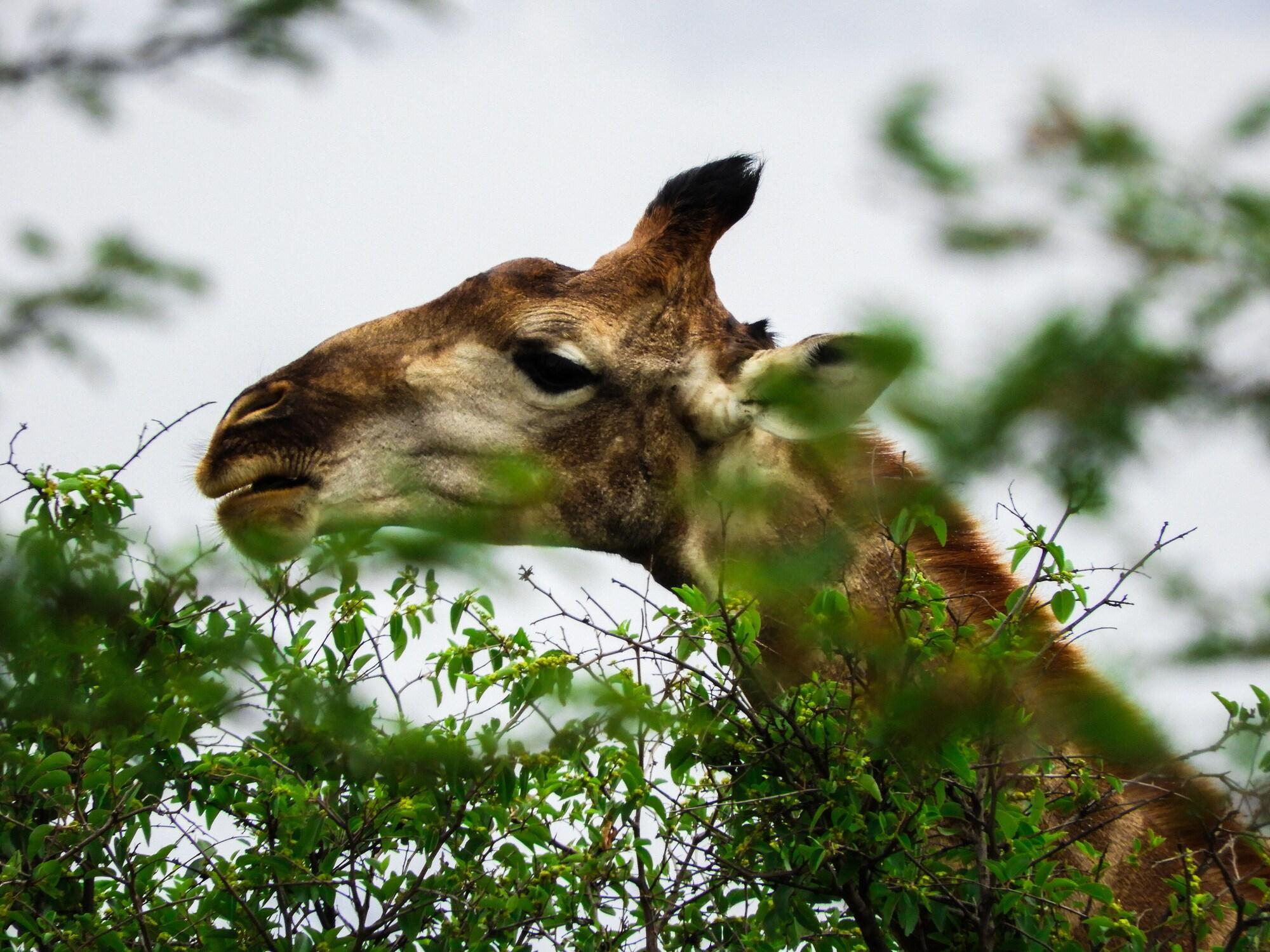 Instalaciones Recreativas Monateng Safari Lodge