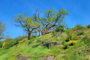 Alojamiento - Moulin de Drapras