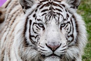 Actividad - Entradas al Acuario y Bioparque Temaikèn