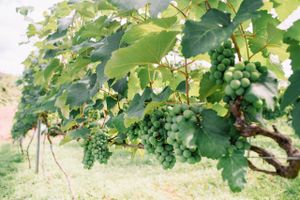 Alquiler Vacacional - Recanto das Videiras - Casa em Vinícola