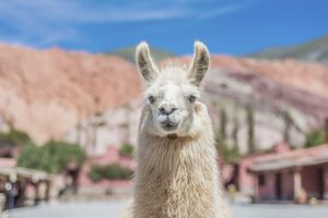 Actividad - Caminata con Llamas desde Purmamarca