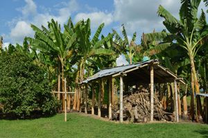 Actividad - Experiencia en una plantación de café - Tour de medio día