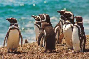 Actividad - Puerto Madryn: Excursión a Península Valdes con Estancia San Lorenzo 