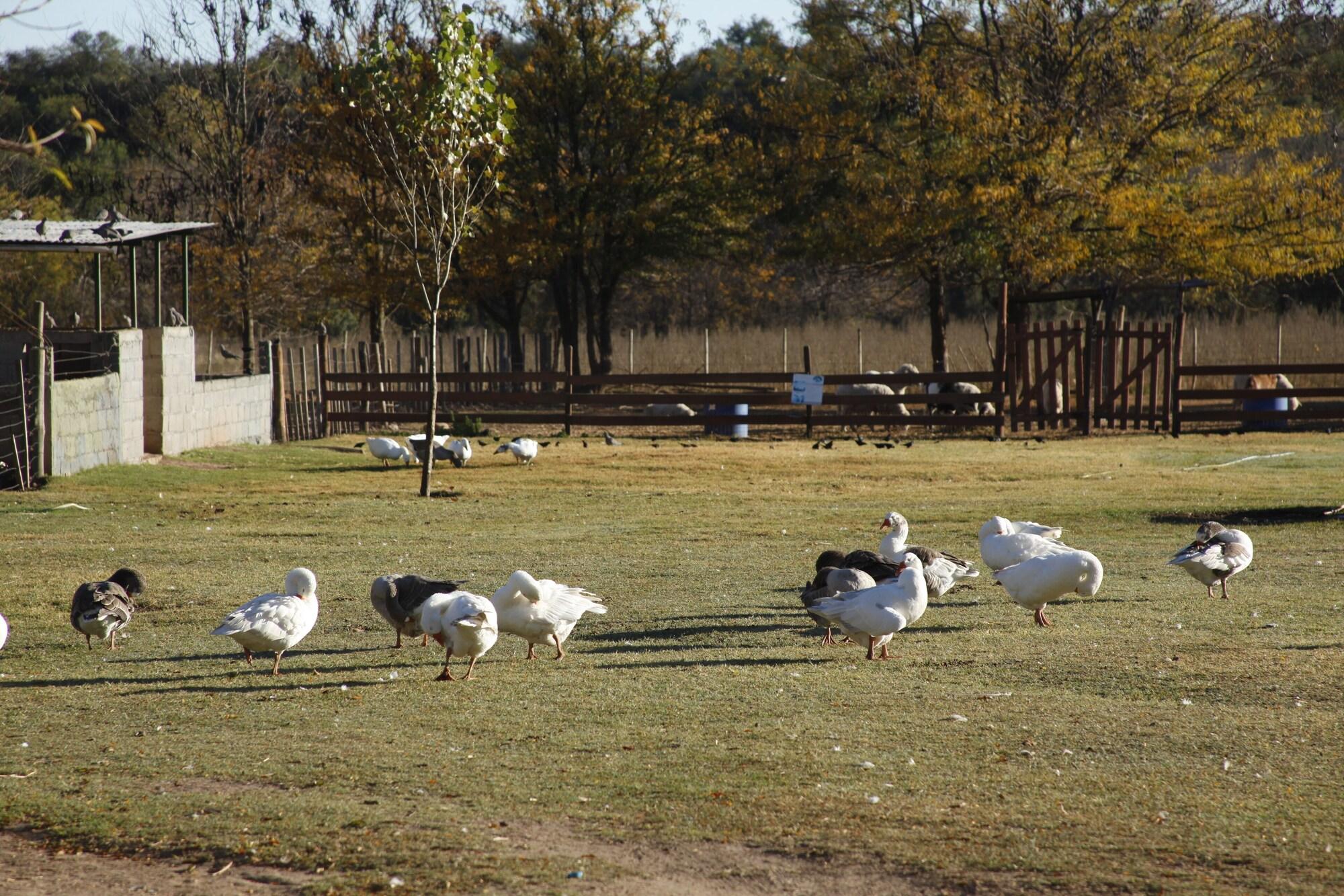 Comodidades del Alojamiento Hotel de campo granja el aromo