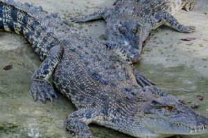 Actividad - Excursión a Crocodile Park + Tribu K’Mindanawan