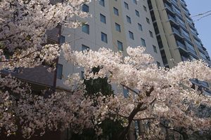 Alojamiento - The Royal Park Hotel Hiroshima RiverSide