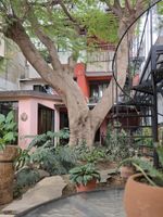Alojamiento - Casa del Árbol Hostel Xochimilco
