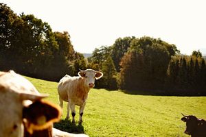 Alojamiento - Aschbacher Hof