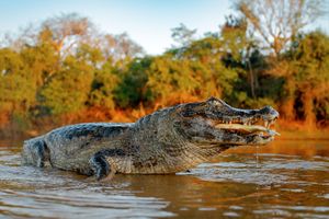 Actividad - Expedición al Amazonas - 4 días de maravillas de la selva tropical
