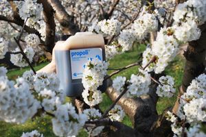 Alojamiento - Tenuta Fortelongo