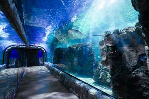 Actividad - Entrada al Acuario Inbursa CDMX