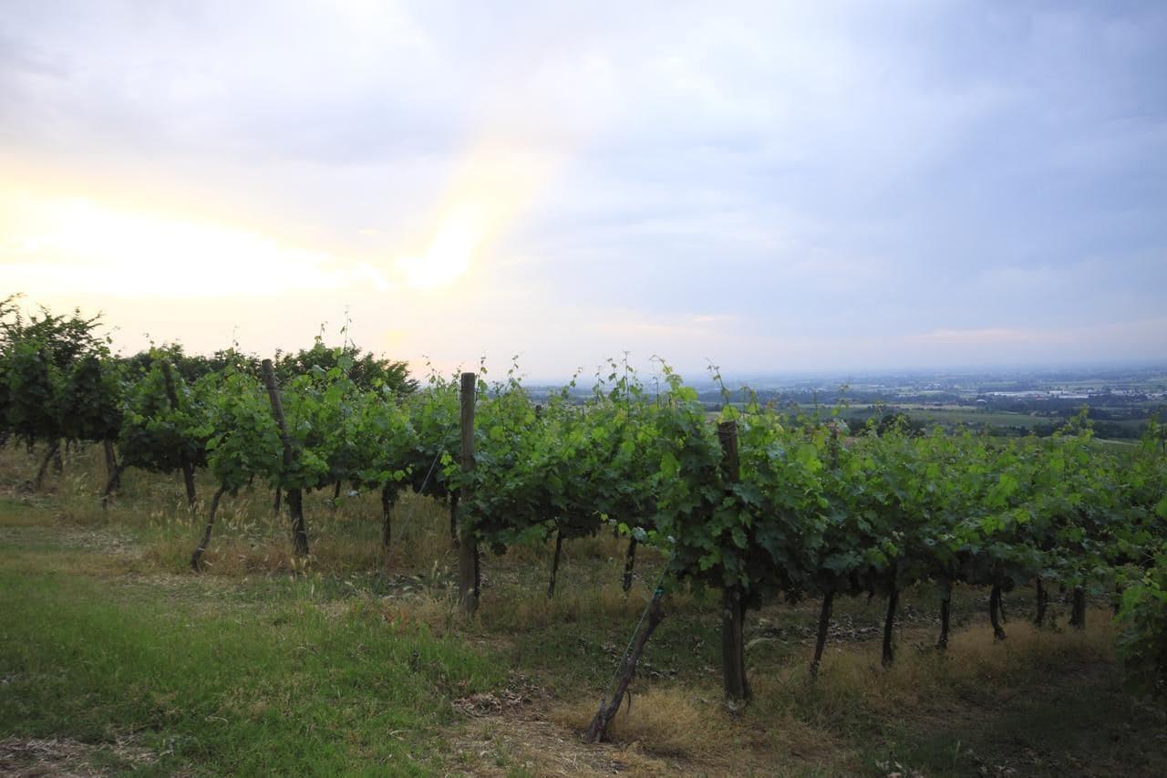 Vista Exterior Agriturismo Borgo delle Vigne