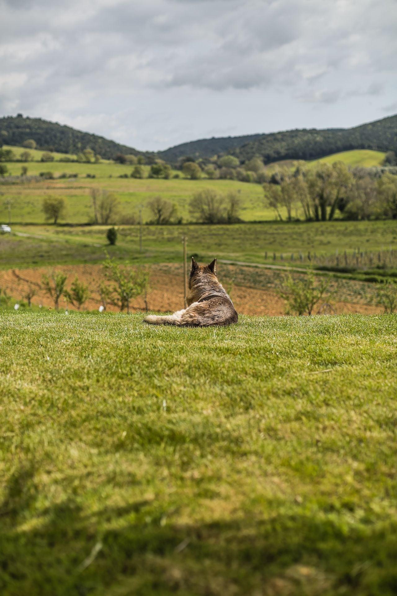 Comodidades del Alojamiento Agriturismo Cupido