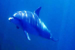 Actividad - Crucero de avistamiento de delfines en Adelaida