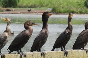 Actividad - Avistamiento de aves en Mar del Plata