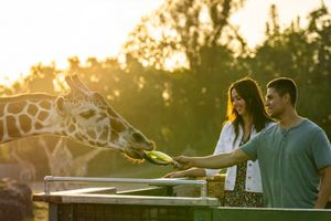 Actividad - One day access to Busch Gardens amusement park