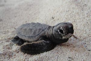 Actividad - Reserva de rescate de tortugas marinas