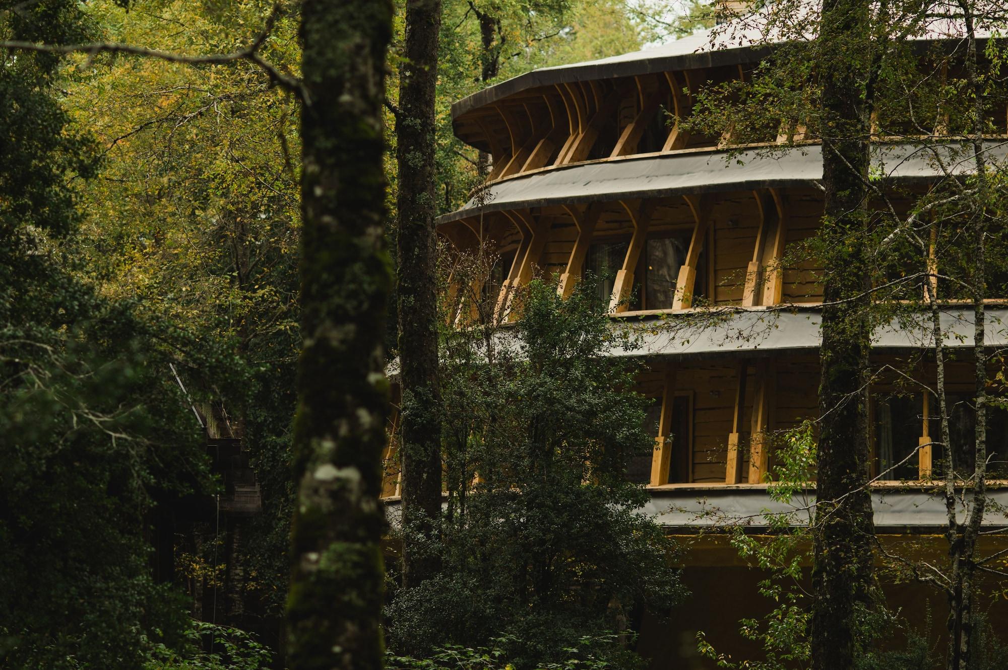Vista Exterior Huilo Huilo Reino Fungi