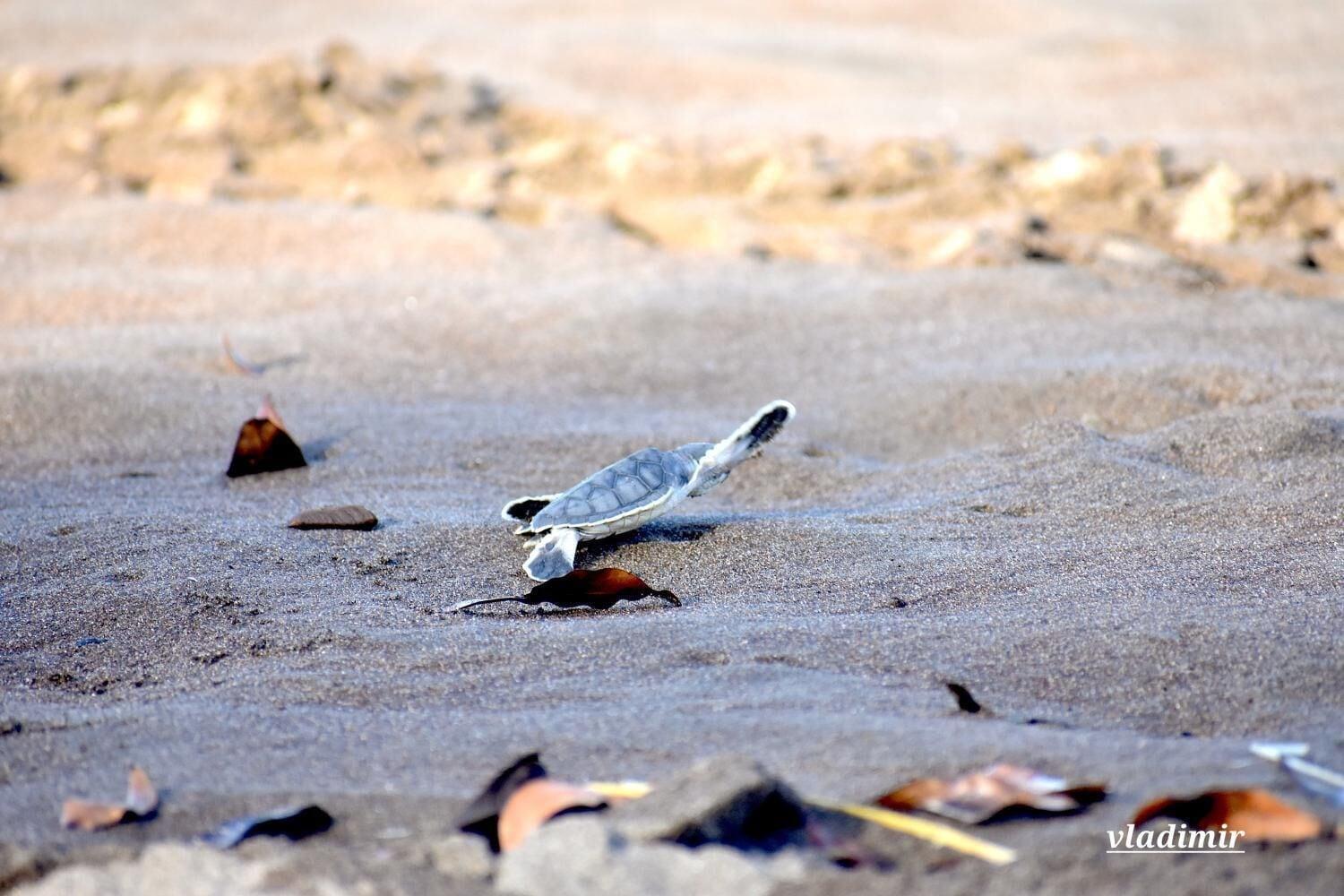 Playa Casa Turtle Bogue - Hostel