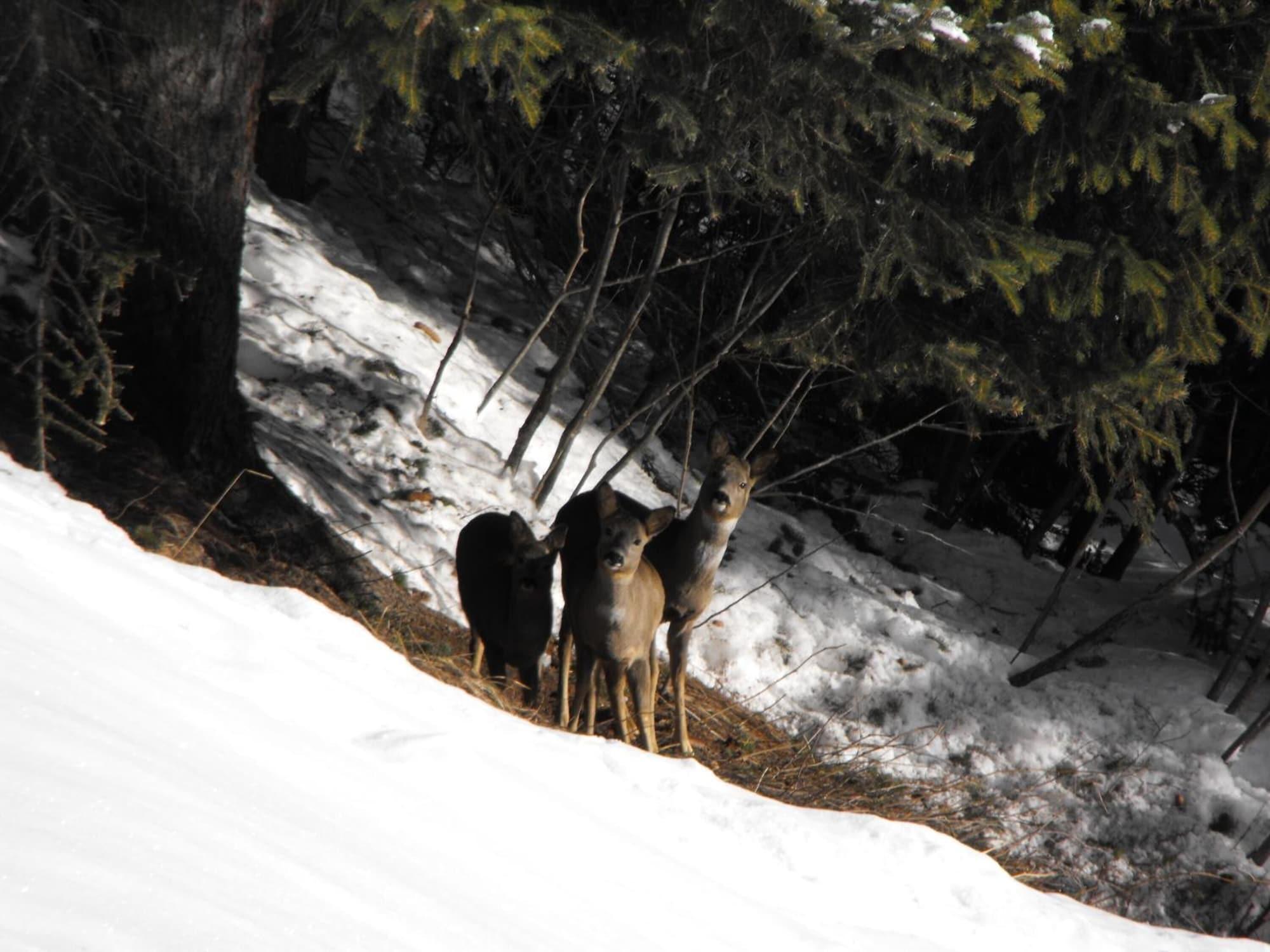 Instalaciones Recreativas Meublè Rosalpina