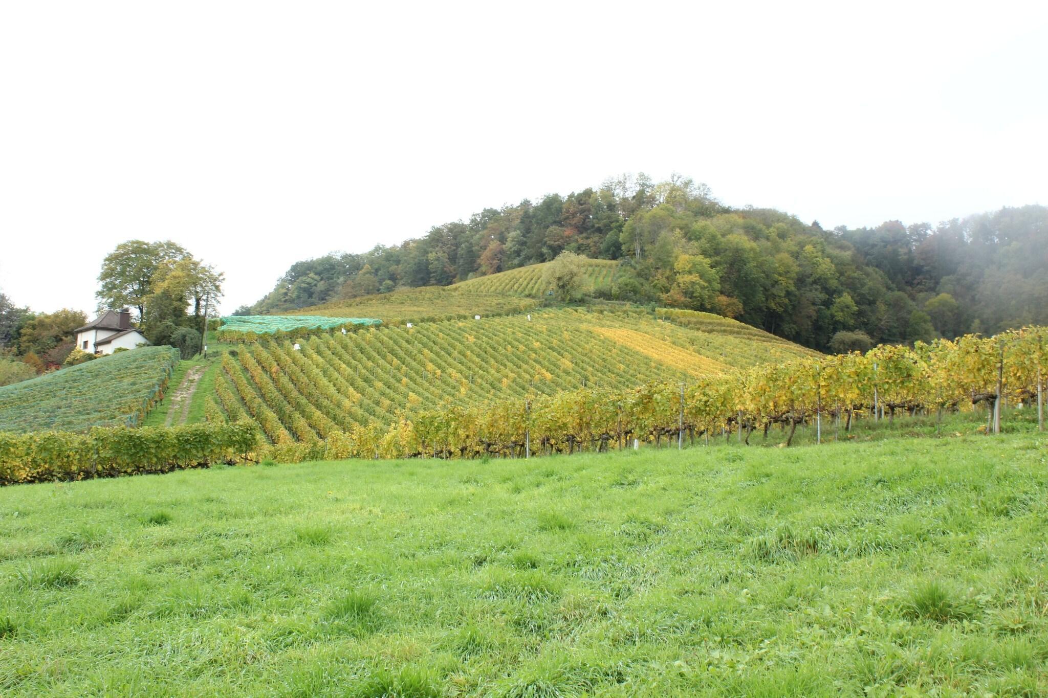 Varios Murtenhof & Krone