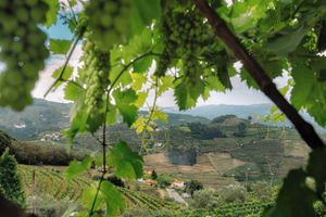 Alojamiento - Vila Marim Country House