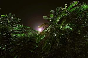 Actividad - Senderismo nocturno por el Amazonas